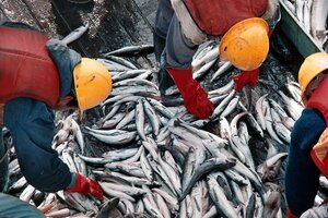 Prohíben la pesca de merluza en el oceáno Atlántico (Fuente: NA)