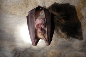 Preocupación por una invasión de murciélagos en Lanús