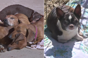 Criaderos ilegales: así están los perros salchicha y chihuahua tras los rescates