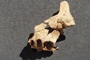 Descubren el fósil de un homínido que podría ser el más antiguo de Europa