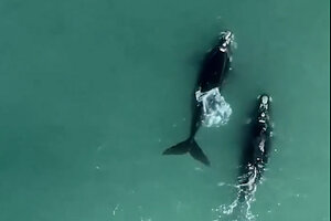 Video: en Mar del Plata aparecieron dos ballenas en Playa Grande