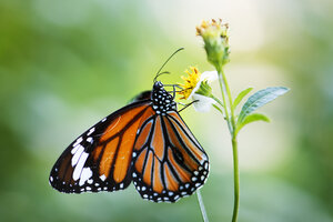 La mariposa monarca entra por primera vez a la lista roja de especies en peligro de extinción 