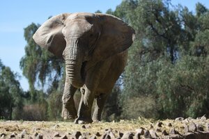 Autorizan el traslado de la elefanta Kenia desde Mendoza al santuario de Brasil