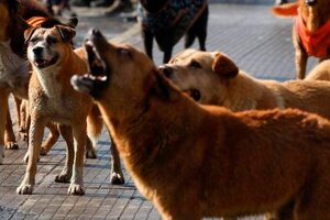 Tragedia en Mendoza: perros atacaron y mataron a una mujer en plena calle