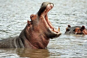 Piden que los hipopótamos sean incluidos en la lista de los animales más amenazados del mundo
