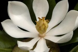 Hallaron en Haití, una especie de magnolia que se creía extinguida