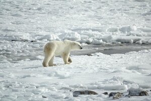 Noruega: una turista francesa fue atacada por un oso polar en un campamento del Ártico 