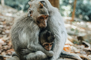 La OMS denunció ataques contra simios por temor a viruela del mono  (Fuente: Pexels)