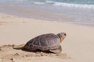 El 99% de las tortugas marinas nacen hembras por el cambio climático, según expertos 