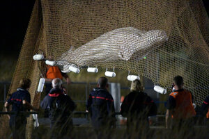 Francia: murió la beluga de 800 kilos que estaba atrapada a en el Río Sena