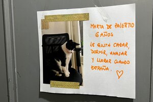 Vecinos de un edificio de Palermo pegaron fotos de sus mascotas en el ascensor. Imagen: @santiidelson