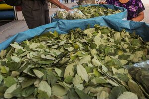 Juez federal propone regular el abastecimiento de hojas de coca