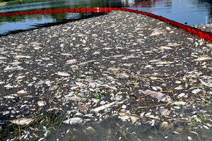 Cien toneladas de peces muertos en el Oder (Fuente: AFP)