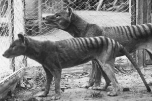 Científicos australianos buscan "revivir" al tigre de Tasmania