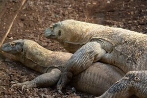 Una dragona de Komodo, el reptil más grande del mundo y en peligro de extinción, puso una docena de huevos