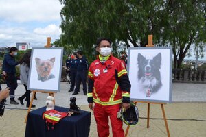 México: sentencian a 10 años de prisión a un hombre que envenenó y asesinó a dos perros rescatistas
