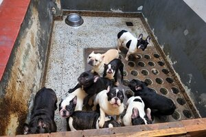 Desmontan un criadero ilegal y rescatan a 26 perros en Villa Crespo 