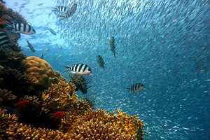 Sin acuerdo internacional para lograr un tratado de protección de océanos