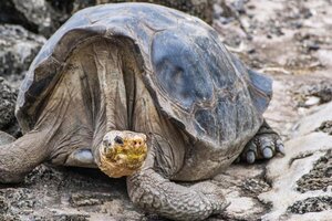 Investigan la “caza y faenamiento” de tortugas gigantes en Islas Galápagos  (Fuente: AFP)