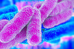 Legionella: cómo prevenir la bacteria que puede invadir depósitos y tanques de agua