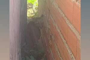 Alerta en Corrientes: apareció un puma en el patio de una casa  