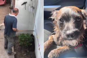 La Plata: maltrató a su perro anciano con un palo y solo lo detuvieron por unas horas