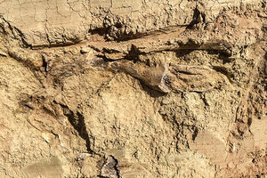Santa Fe: hallan restos fósiles de un gliptodonte de 10 mil años  