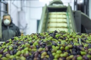 La industria del olivo pide sostener los subsidios a la energía