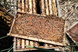La apicultura es también una garantía de diversidad biológica.  (Fuente: Santiago Carnevale)