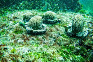 Un grupo de científicos "siembra" corales para restaurar ecosistemas en las Islas Galápagos