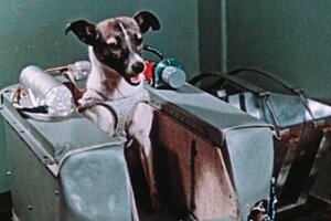 De Laika a Balto, los perros que hicieron historia en la ciencia 