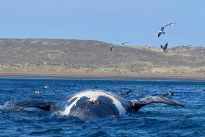 La dirección de Flora y Fauna Silvestre de Chubut confirmó que son 10 las ballenas francas australes que aparecieron muertas en las costas de la Península Valdés. (ICB)