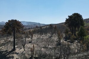 Neuquén: aprobaron un plan para la restauración de más de 4 mil hectáreas de bosque quemadas 