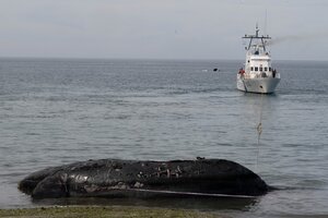 El drama de las 15 ballenas muertas en Península Valdés (Fuente: Télam)