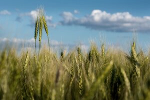 Menos trigo por la sequía