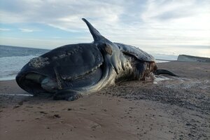 El descenso de toxinas genera expectativas para que concluya la muerte de ballenas en Chubut