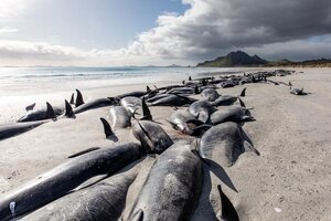 Nueva Zelanda: murieron 215 ballenas piloto que quedaron varadas en una isla