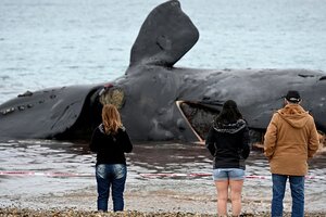 Otras tres ballenas muertas en la Península Valdés