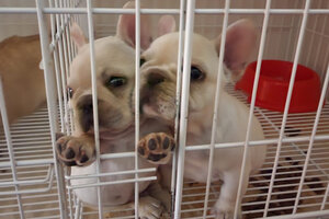 Rescataron 22 cachorros de un criadero ilegal en Parque Chas: estaban hacinados en jaulas y se vendían por redes sociales