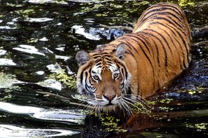 India: las autoridades capturaron a un tigre acusado de matar a 13 personas