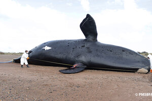 Chubut: ya son 30 las ballenas muertas