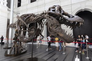 Polémica en Singapur por la exhibición del esqueleto de un tiranosaurio rex que será subastado
