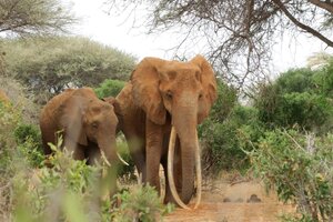 Murió Dida, la elefanta con los colmillos más grandes de Kenia
