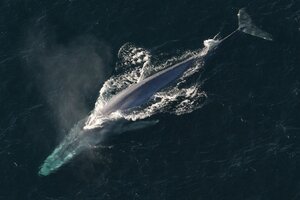 Según un estudio, las ballenas azules absorben hasta diez millones de trozos de microplástico al día