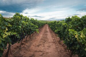 Las recientes heladas podrían afectar la producción de vino
