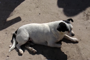 Preocupación en Berisso: 16 perros murieron envenenados