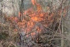 En tres meses, el fuego consumió 50 mil hectáreas de bosque nativo en Salta