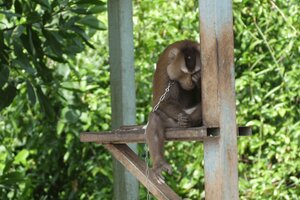 Denuncian que la industria alimenticia tailandesa utiliza "monos esclavos" para la producción de leche de coco