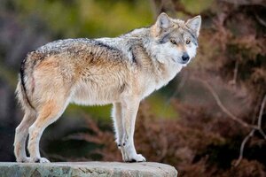 Lobos de Yellowstone: descubren que lo que convierte en líderes a algunos ejemplares es un parásito