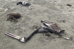 Perú reporta la muerte de más de trece mil aves marinas silvestres por influenza aviar 